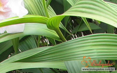 Folhas plissadas de Sobralia powellii